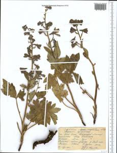 Delphinium oreophilum Huth, Middle Asia, Western Tian Shan & Karatau (M3) (Kazakhstan)