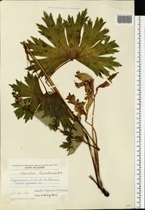 Aconitum lycoctonum subsp. lasiostomum (Rchb.) Warncke, Eastern Europe, Moldova (E13a) (Moldova)