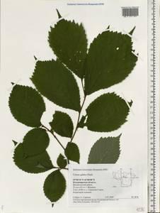 Ulmus glabra, Eastern Europe, Central region (E4) (Russia)