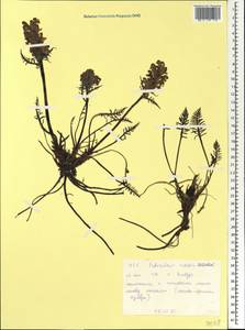 Pedicularis sudetica Willd., Siberia, Western Siberia (S1) (Russia)