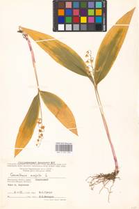 Convallaria majalis L., Eastern Europe, Moscow region (E4a) (Russia)