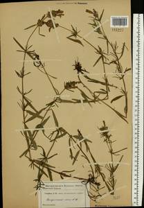 Dracocephalum ruyschiana L., Eastern Europe, Moscow region (E4a) (Russia)