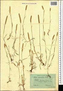 Phleum paniculatum Huds., Caucasus, Azerbaijan (K6) (Azerbaijan)