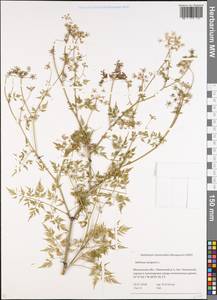 Aethusa cynapium L., Eastern Europe, Moscow region (E4a) (Russia)
