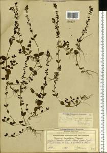 Veronica serpyllifolia var. humifusa (Dicks.) Sm., Siberia, Chukotka & Kamchatka (S7) (Russia)