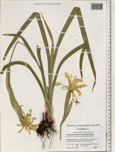 Iris halophila Pall., Eastern Europe, Rostov Oblast (E12a) (Russia)