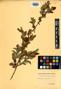 Salix kochiana Trautv., Siberia, Baikal & Transbaikal region (S4) (Russia)