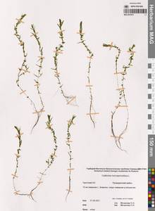 Callitriche hermaphroditica L., Siberia, Chukotka & Kamchatka (S7) (Russia)