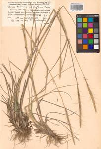 Elymus dahuricus Turcz. ex Griseb., Siberia, Russian Far East (S6) (Russia)