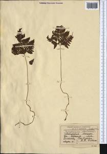 Gymnocarpium robertianum (Hoffm.) Newman, Western Europe (EUR) (Switzerland)