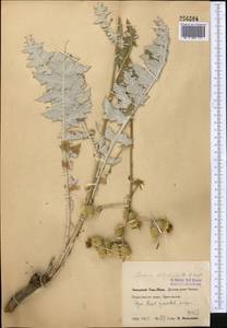 Arctium dolichophyllum (Kult.) S. López, Romasch., Susanna & N. Garcia, Middle Asia, Western Tian Shan & Karatau (M3) (Uzbekistan)