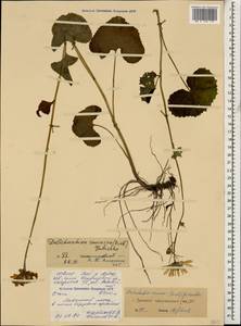 Dolichorrhiza caucasica (M. Bieb.) Galushko, Caucasus, North Ossetia, Ingushetia & Chechnya (K1c) (Russia)