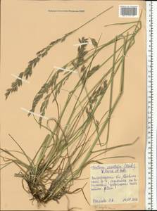 Festuca orientalis (Boiss.) B.Fedtsch., Eastern Europe, Lower Volga region (E9) (Russia)