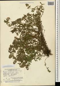 Thymus pastoralis Iljin, Caucasus, Stavropol Krai, Karachay-Cherkessia & Kabardino-Balkaria (K1b) (Russia)