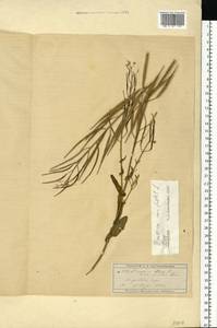 Brassica rapa subsp. sylvestris (L.) Janch., Eastern Europe, Moscow region (E4a) (Russia)