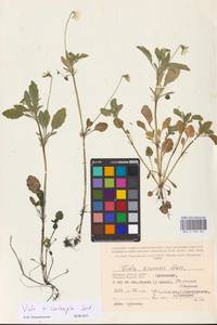 Viola × contempta Jord., Eastern Europe, Western region (E3) (Russia)