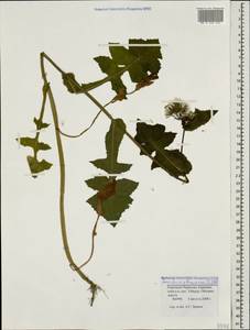 Sonchus oleraceus L., Caucasus, Stavropol Krai, Karachay-Cherkessia & Kabardino-Balkaria (K1b) (Russia)