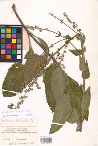 MHA 0 158 897, Verbascum chaixii Vill., Eastern Europe, Lower Volga region (E9) (Russia)