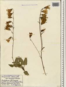 Campanula collina Sims, Caucasus, Stavropol Krai, Karachay-Cherkessia & Kabardino-Balkaria (K1b) (Russia)