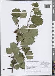 Crataegus chrysocarpa Ashe, Eastern Europe, Central region (E4) (Russia)