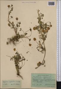 Trifolium fragiferum subsp. bonannii (C.Presl)Sojak, Middle Asia, Pamir & Pamiro-Alai (M2) (Uzbekistan)