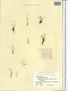 Eleocharis acicularis (L.) Roem. & Schult., Eastern Europe, Northern region (E1) (Russia)