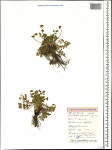 Chamaesciadium acaule (M. Bieb.) Boiss., Caucasus, Stavropol Krai, Karachay-Cherkessia & Kabardino-Balkaria (K1b) (Russia)
