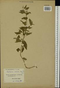 Epilobium roseum subsp. subsessile (Boiss.) P. H. Raven, Eastern Europe, Northern region (E1) (Russia)