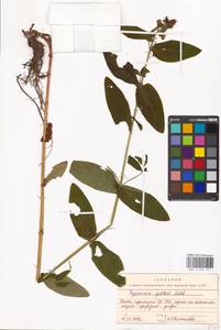 Hypericum ascyron subsp. gebleri (Ledeb.) N. Robson, Eastern Europe, Moscow region (E4a) (Russia)