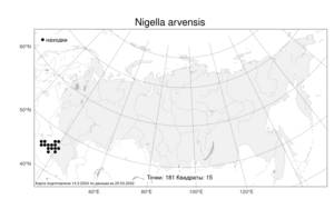 Nigella arvensis L., Atlas of the Russian Flora (FLORUS) (Russia)