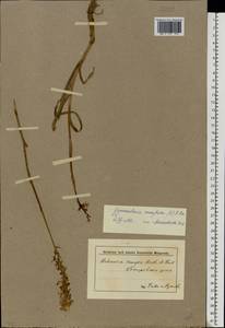 Gymnadenia conopsea (L.) R.Br., Eastern Europe, Lower Volga region (E9) (Russia)