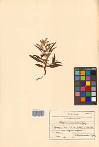 Koenigia ajanensis (Regel & Tiling) J.H.Xue, Chepinoga & K.P.Ma, Siberia, Russian Far East (S6) (Russia)