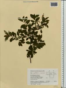 Salix myrsinifolia subsp. myrsinifolia, Eastern Europe, Central region (E4) (Russia)