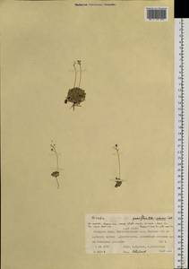 Draba pauciflora R. Br., Siberia, Western Siberia (S1) (Russia)