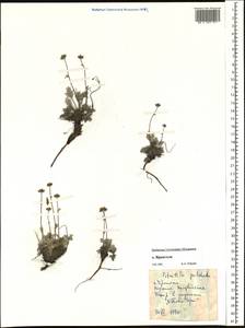 Potentilla pulchella R. Br., Siberia, Chukotka & Kamchatka (S7) (Russia)