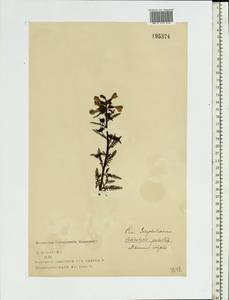 Pedicularis palustris, Eastern Europe, North-Western region (E2) (Russia)