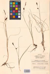 Carex rotundata Wahlenb., Eastern Europe, Northern region (E1) (Russia)