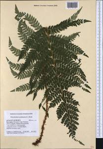 Polystichum aculeatum (L.) Roth, Western Europe (EUR) (Bulgaria)