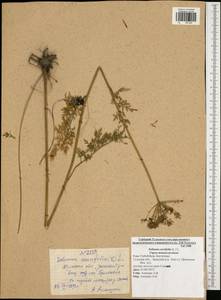 Selinum carvifolia (L.) L., Eastern Europe, Central region (E4) (Russia)