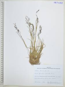 Agrostis clavata Trin., Siberia, Russian Far East (S6) (Russia)
