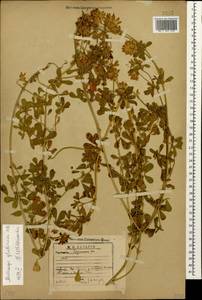 Medicago sativa subsp. glomerata (Balb.) Rouy, Caucasus, Georgia (K4) (Georgia)