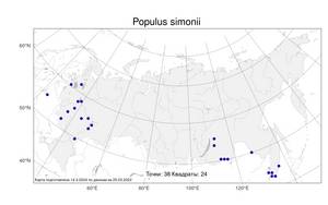 Populus simonii Carrière, Atlas of the Russian Flora (FLORUS) (Russia)