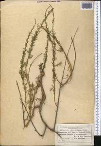 Artemisia glanduligera Krasch. ex Poljakov, Middle Asia, Pamir & Pamiro-Alai (M2) (Tajikistan)