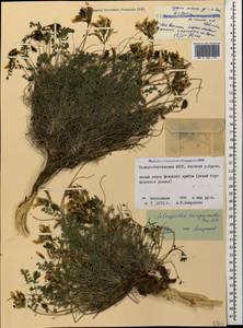 Astragalus sanguinolentus Bieb., Caucasus, North Ossetia, Ingushetia & Chechnya (K1c) (Russia)
