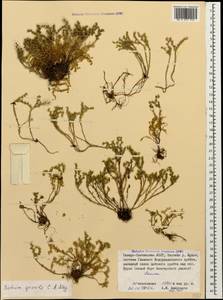 Sedum gracile C. A. Mey., Caucasus, North Ossetia, Ingushetia & Chechnya (K1c) (Russia)