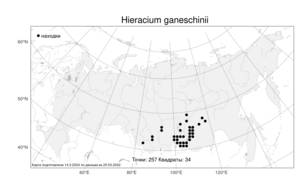 Hieracium ganeschinii Zahn, Atlas of the Russian Flora (FLORUS) (Russia)