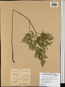 Thysselinum palustre (L.) Hoffm., Eastern Europe, Central region (E4) (Russia)
