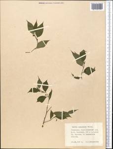 Celtis australis subsp. caucasica (Willd.) C. C. Townsend, Middle Asia, Kopet Dag, Badkhyz, Small & Great Balkhan (M1) (Turkmenistan)