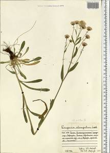 Erigeron politus Fr., Eastern Europe, Northern region (E1) (Russia)