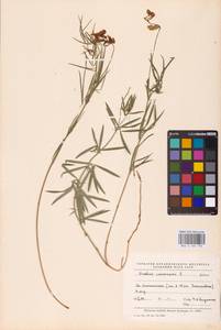 Lathyrus pallescens (M.Bieb.) K.Koch, Eastern Europe, Middle Volga region (E8) (Russia)